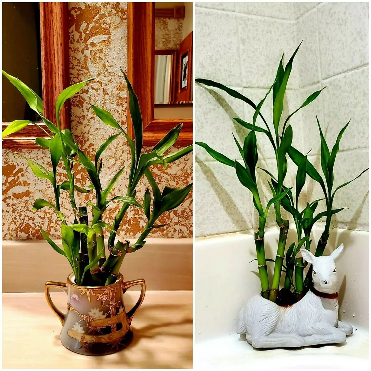 3 Lucky Bamboo Stalks in Cylindrical Glass Vase (A Symbol of Happiness) - Gift  Plant | Wild Roots