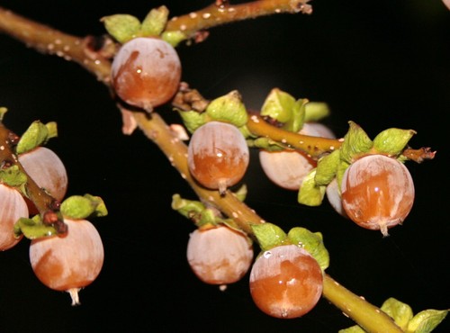Lotuspflaume (Diospyros lotus), schmackhaftes Obst, Klimabaum, Kaki - Bild 3 von 3