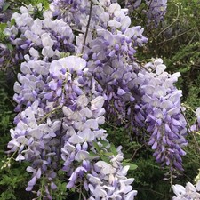 2 Purple Lavendar Wisteria Landscape Starter Plants 8-10" with Roots