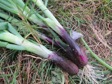 Onion Seeds Bunching Deep Purple Onion 100 Seeds F1 Hybrid Seeds