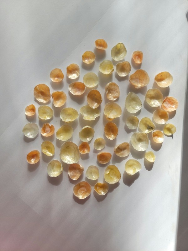 Jingle Shells (Asstd.Yellow & Orange) Local & Harvested from Atlantic Ocean (50)