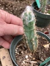 Pilosocereus Palmeri Cactus Succulent 4.5"Tall #9G