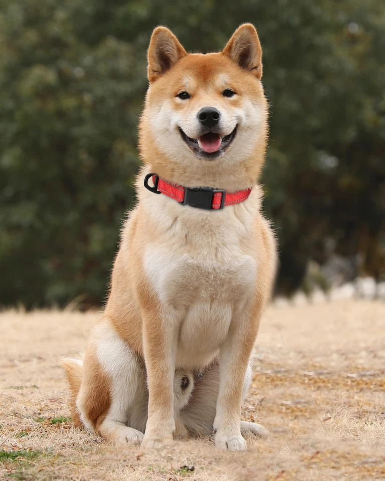 Collare per Cani in Nylon Riflettente, Fibbia Staccabile Durevole, Collari Di Si - Immagine 2 di 4