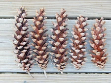 50 Pinecones Eastern White Pine Cones Nature Decor Crafts Medium to Large 5~7"L
