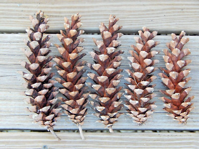 50 Pinecones Eastern White Pine Cones Nature Decor Crafts Medium to Large 5~7''L