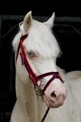Offizielle Libby's Standard Flash Trense Mini kleines Pony Pony Cob Full Extra Full