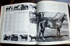 Mythos Trakehnen * Geschichte Zucht * Hauptgestüt Wiederaufbau Hengste Stuten