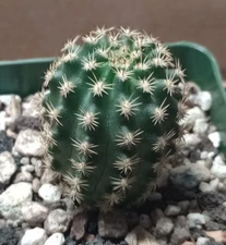 Pygmaeocereus bylesianus HBG B97.133 Miniature Clumping Cactus