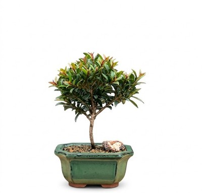 buy online philodendron pink princess Philodendron Pink Princess #940