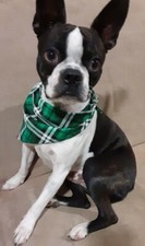 Dog Bandana, St. Patrick's Day, Green Tarleton, Plaid, S