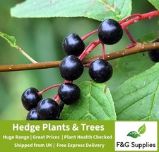 Bird Cherry Prunus Padus native bare root tree saplings hedging plants hedge