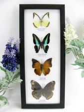 4 farfalle vere, imbottite, bellissime in vetrina - pezzo unico - murale  4 h 07