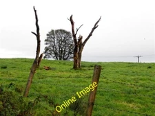 Photo 6x4 Trees, dead and alive at Aghasessy Bellway Looking north-east f c2013