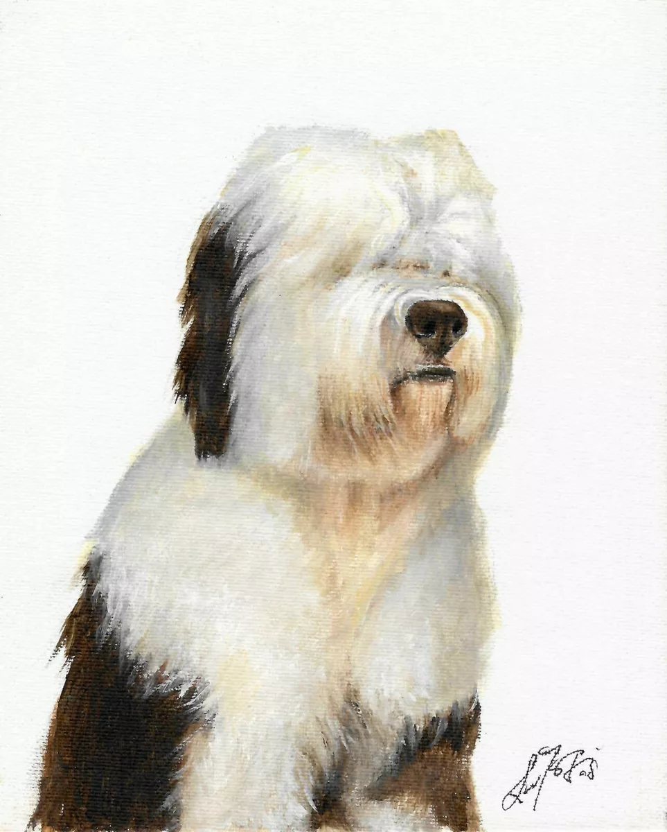 Old English Sheepdog Photographic Print for Sale by