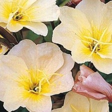 10 x PLUG PLANTS OENOTHERA (Evening Primrose) LEMON SUNSET