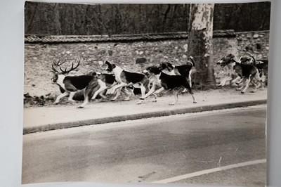 PHOTO Argentique		chasse à courre vénerie cheval CHIEN	18X24cm	1970