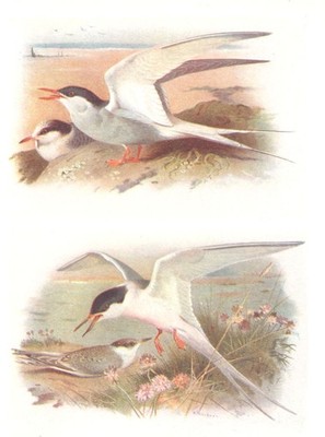 BRITISH BIRDS. Arctic Tern; Roseate Tern. THORBURN 1925 old antique print