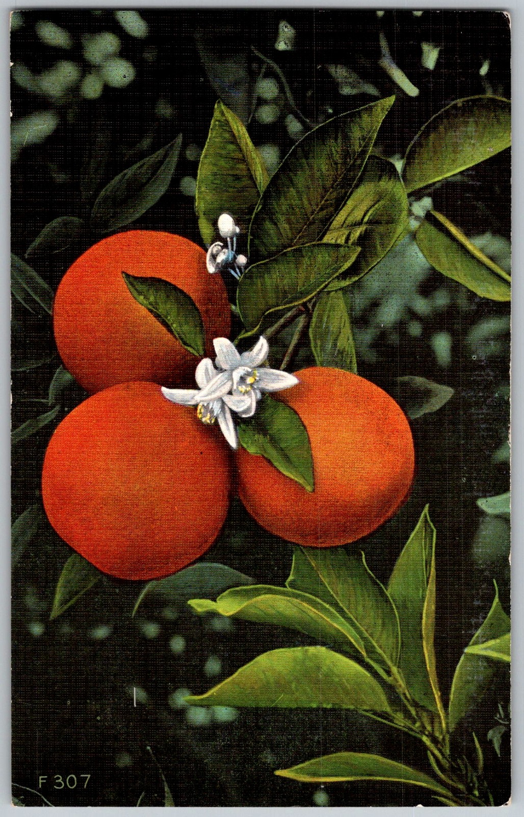 Vtg Linen Postcard Oranges & Orange Blossoms Florida, US 1930s