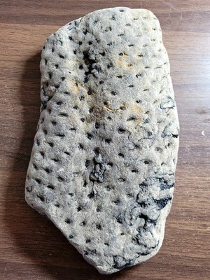 Großes Stück Karbon Fossil Pflanze Lepidodendron Baumrinde 20cm x 11cm