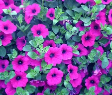 PETUNIA LAURA BUSH Petunia X Violacea Solanaceae - 1,100 Bulk Seeds