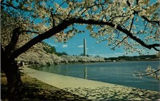 1960s Washington Monument Washington DC Cherry Blossoms Postcard, Photo #2878