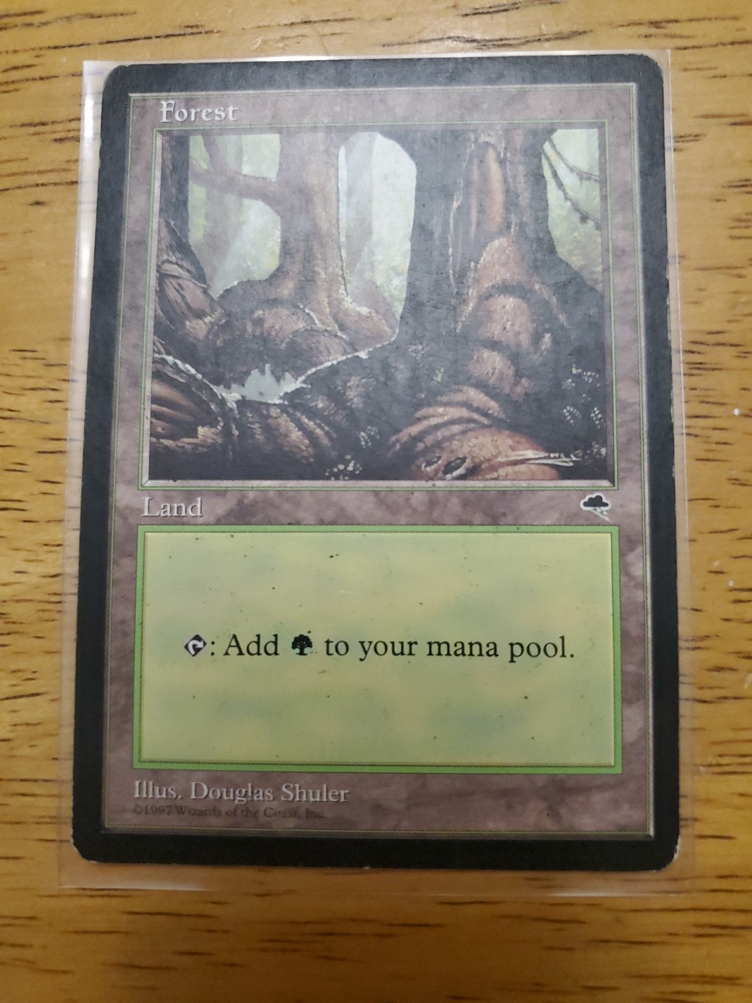 Forest (Pond) Tempest Regular