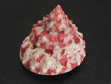 Very Cool...TROCHUS FERREIRAI~24.4mm/Gem~Philippine SEASHELL