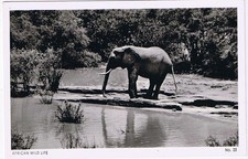 Kenya Postcard Animal Elephant African Wildlife