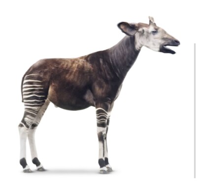 Okapi Sticker 4  Exotic Animals Striped Wildlife Zoo