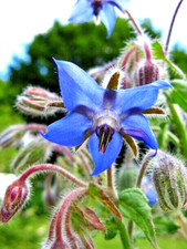 100 BORAGE SEEDS  FREE SHIPPING NON GMO HEIRLOOM 2026 EDIBLE BUTTERFLIES BEES