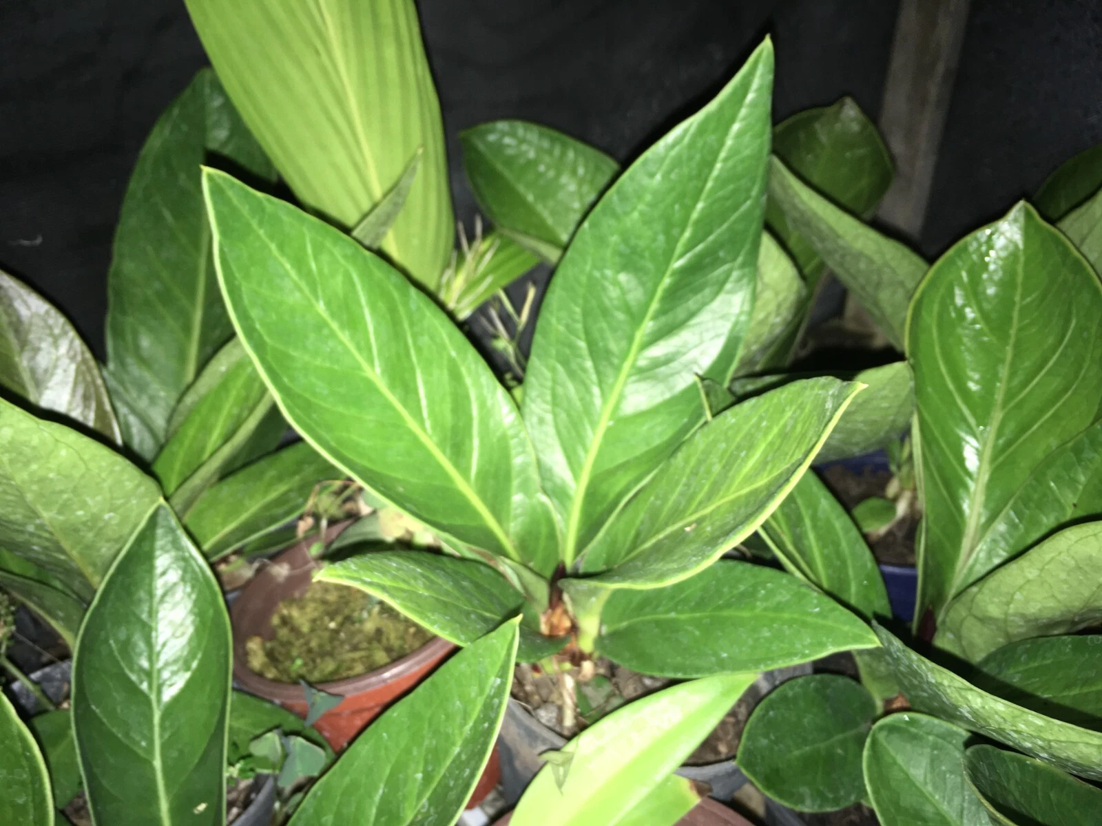 (Anthurium bonplandii subsp. guayanum) 5+ inch tall (Deep maroon new leaf)