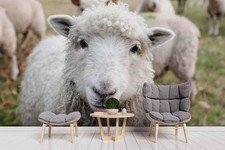 3D Sheep Animal Close-up Wall Murals Wallpaper Murals Wall Sticker