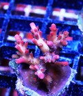 Vivid Confetti Acropora Frag Zoanthids Zoa Paly SPS LPS Corals, WYSIWYG — photo 2