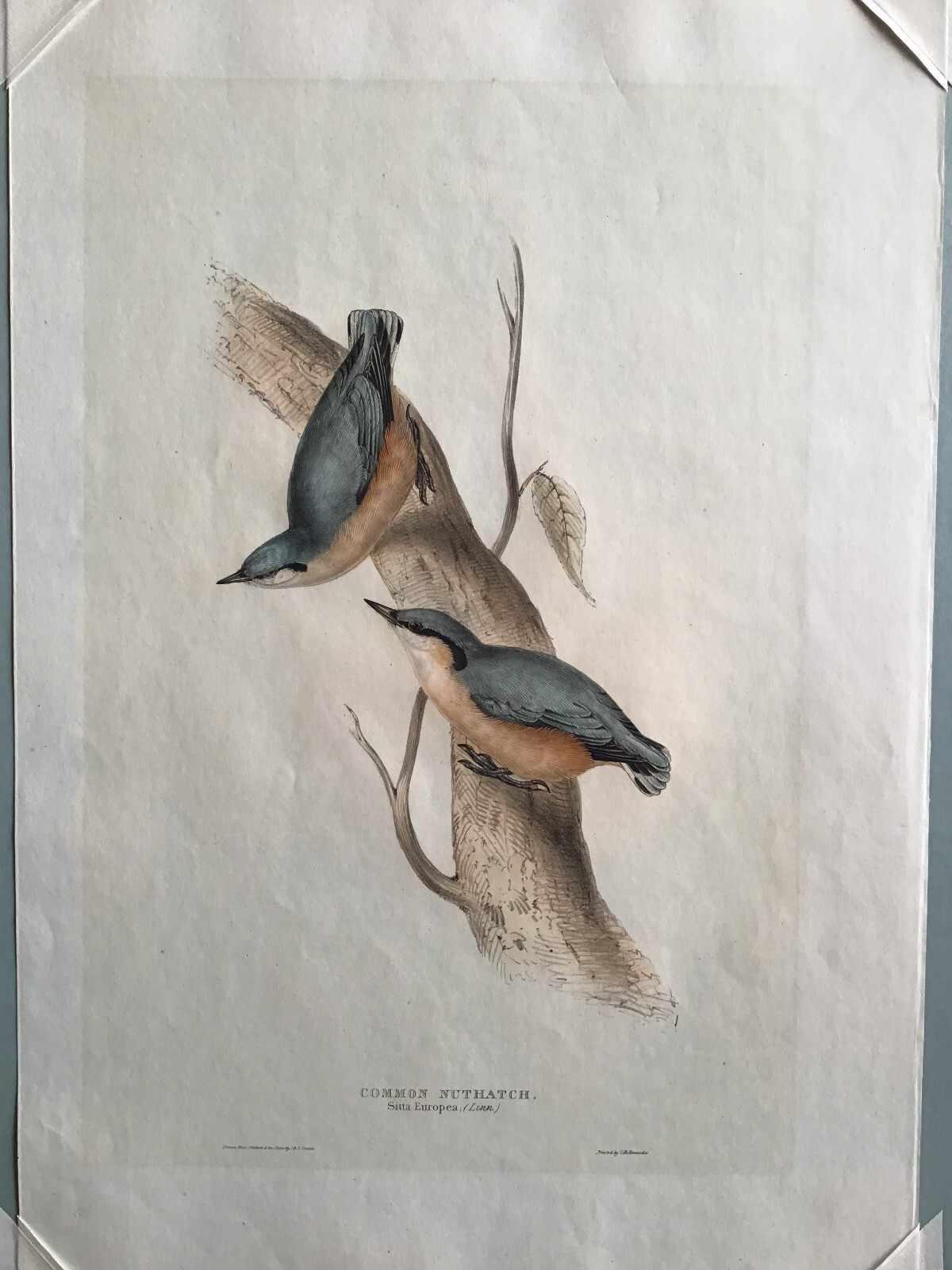 Antique hand-colored bird rint by John Gould of two Eurasian Nuthatches with mat