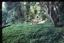 sl65  Original slide  1970's  Hawaii  Wailua river State Park Fern Grotto 484a