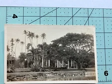 Vintage  RPPC Postcard - Palm Trees Along Waterfront