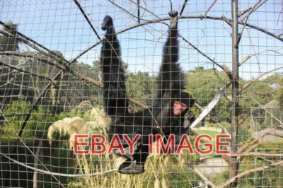 FOTO SPINNENAFFE IM WALISISCHEN BERGZOO EIN ROTGESICHTIGER SCHWARZER SPINNENAFFE A