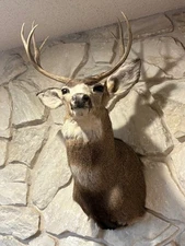 Taxidermy Mule Deer Shoulder Mount, 8-Point Buck