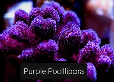 Purple Pocillopora 3/4-1.5 inch Frag SPS Coral