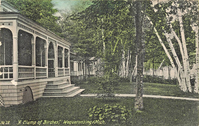 Wequetonsing Michigan Mi ~ A Clump Of Birken ~ S Darling 1909 Tint Foto