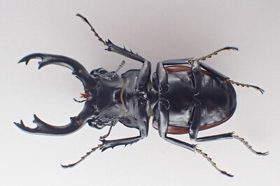 j66421. Insects, Lucanidae: Odontolabis Cuvera. Vietnam Central
