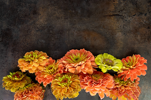 20 Organic QUEENY LIME MIX ZINNIA Elegans Mixed Colors Red Orange Yellow Pink Gr - 第 10/19 張圖片