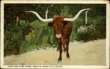 Texas Long Horn Steer San Antonio Texas vintage postcard z958