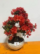 Bonsai Di Azalea Fiore Rosso N6