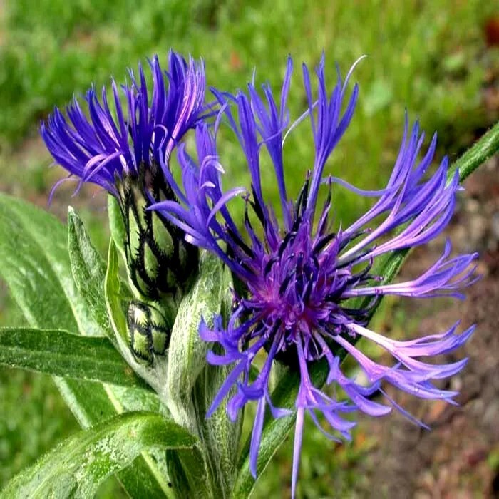 20+ Mountain Blue Cornflower Seeds (Centaurea Montana) | Perennial, Cold Hardy To Zone 3, Attracts Butterflies