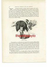 Heard Of Alpacas, (Chilean Pudu On Reverse), Book Illustration (Print), c1916