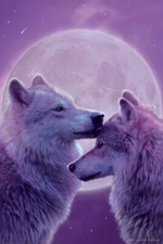 Loving Wolves by Vincent Hie Nature Cool Wall Decor Art Print Poster 12x18
