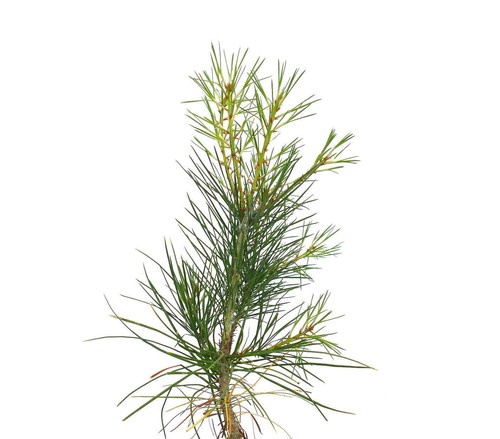 Pinus bungeana | Lacebark Pine | White-barked Pine - Pino de corteza blanca | Pi - Imagen 2 de 5