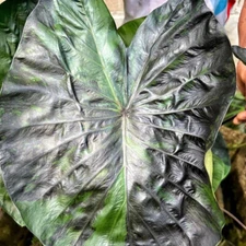 Colocasia Live Bulb Green Tiger Tuber New Hybrid Free Phytosanitary Certificate