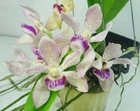 Vanda pumila x Rhynchostylis gigantea, Fragrant Plant, Orchid Plant, RARE